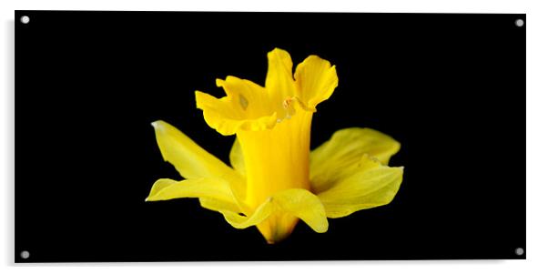 Daffodil Acrylic by Michael Ghobrial