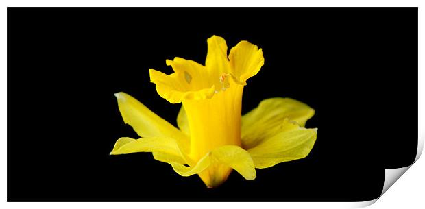 Daffodil Print by Michael Ghobrial