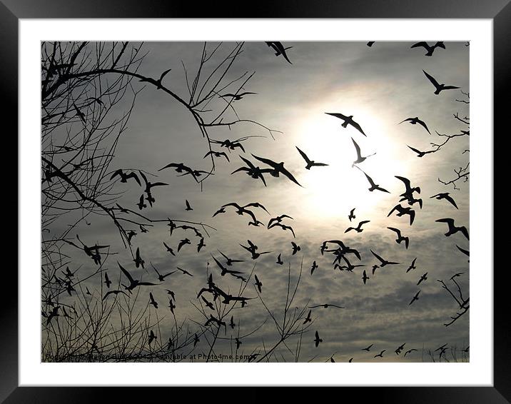 Scary Seagulls Framed Mounted Print by Steven Blood