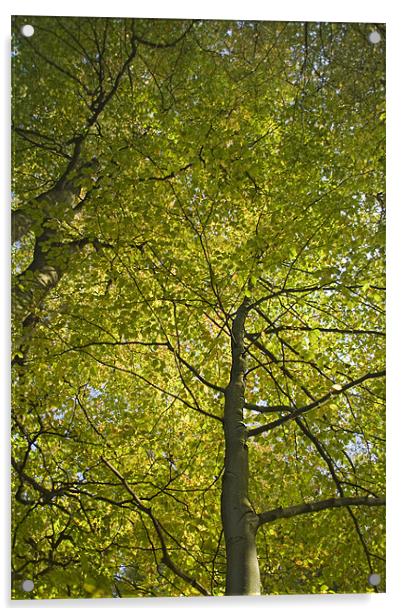 Woodland Canopy Acrylic by Wayne Molyneux