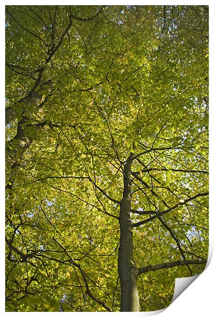 Woodland Canopy Print by Wayne Molyneux