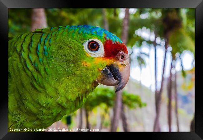 red-lored amazon parrot Framed Print by Craig Lapsley
