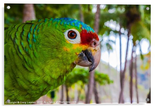 red-lored amazon parrot Acrylic by Craig Lapsley