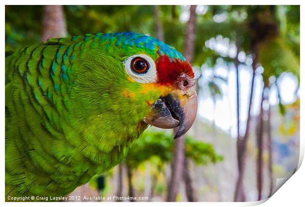 red-lored amazon parrot Print by Craig Lapsley