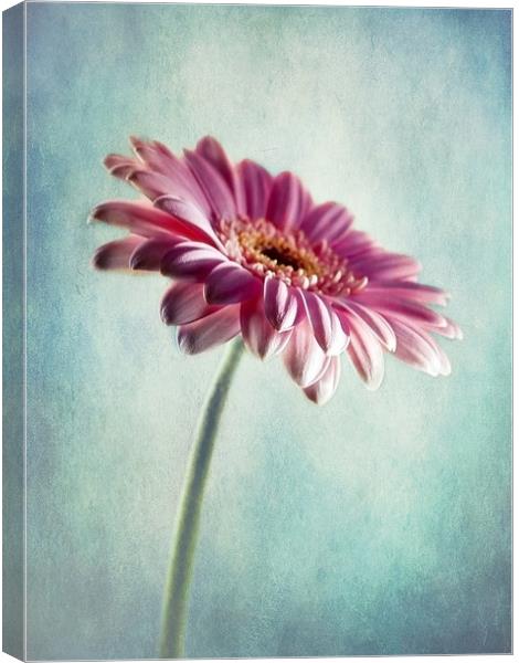 A Shade Of Pink Canvas Print by Aj’s Images