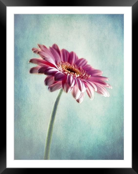 A Shade Of Pink Framed Mounted Print by Aj’s Images