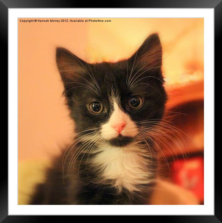 Cute Kitten Framed Mounted Print by Hannah Morley