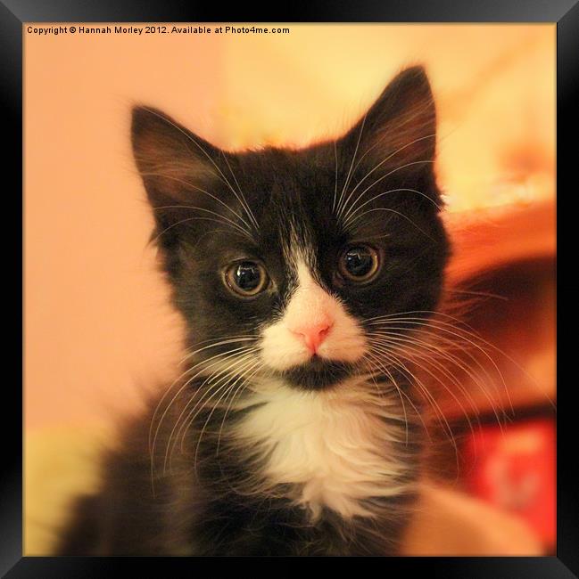 Cute Kitten Framed Print by Hannah Morley
