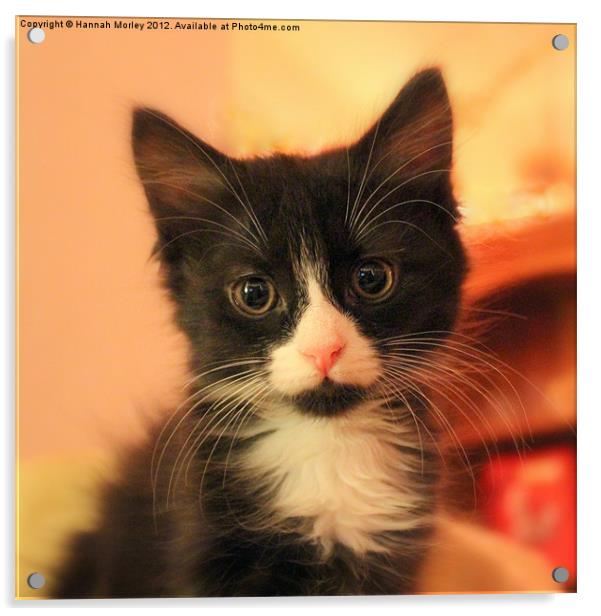 Cute Kitten Acrylic by Hannah Morley