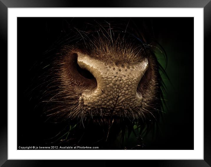 nosy Framed Mounted Print by Jo Beerens