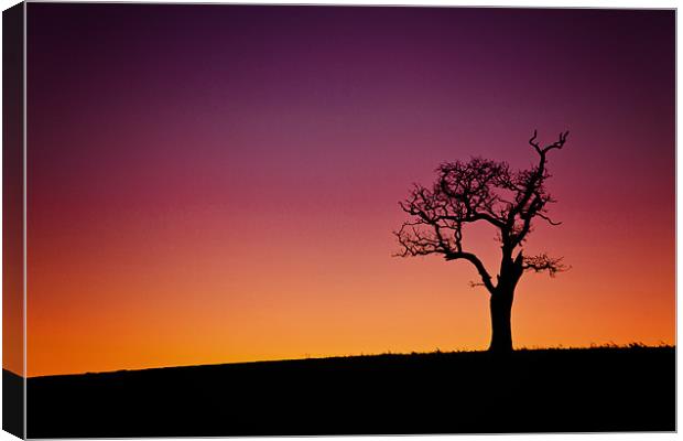 Single Tree Silouette at Sunset Canvas Print by Paul Macro