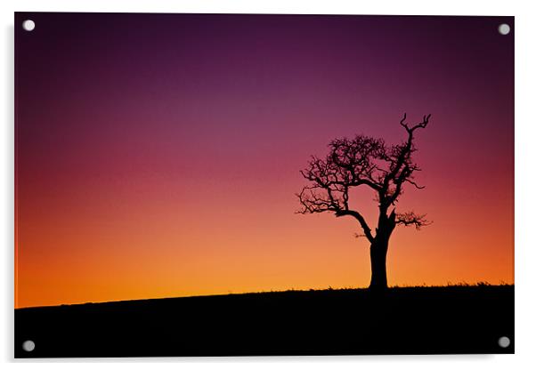 Single Tree Silouette at Sunset Acrylic by Paul Macro
