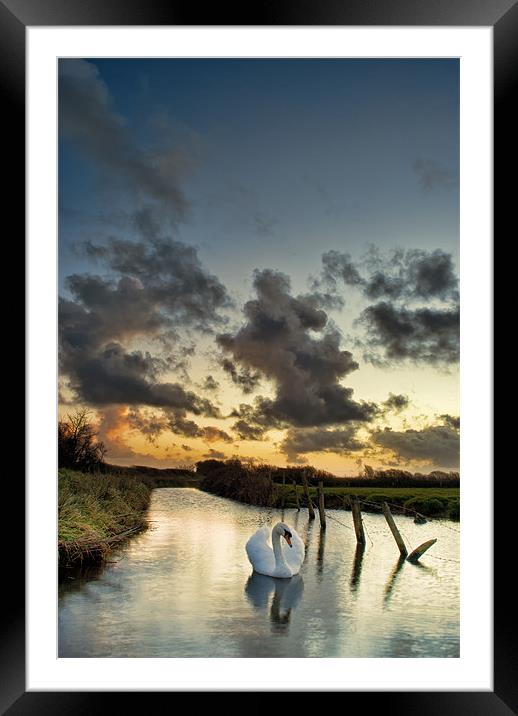 Early morning Swan Framed Mounted Print by Dave Wilkinson North Devon Ph