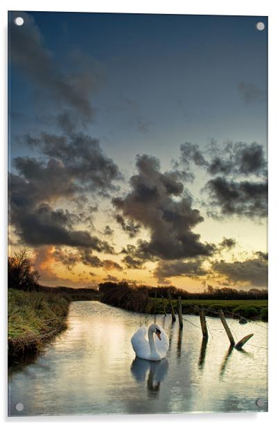 Early morning Swan Acrylic by Dave Wilkinson North Devon Ph