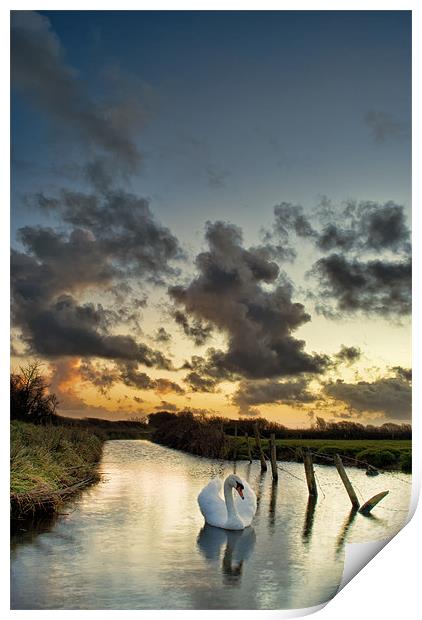 Early morning Swan Print by Dave Wilkinson North Devon Ph