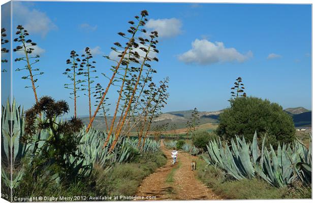 A walk through the agave Canvas Print by Digby Merry