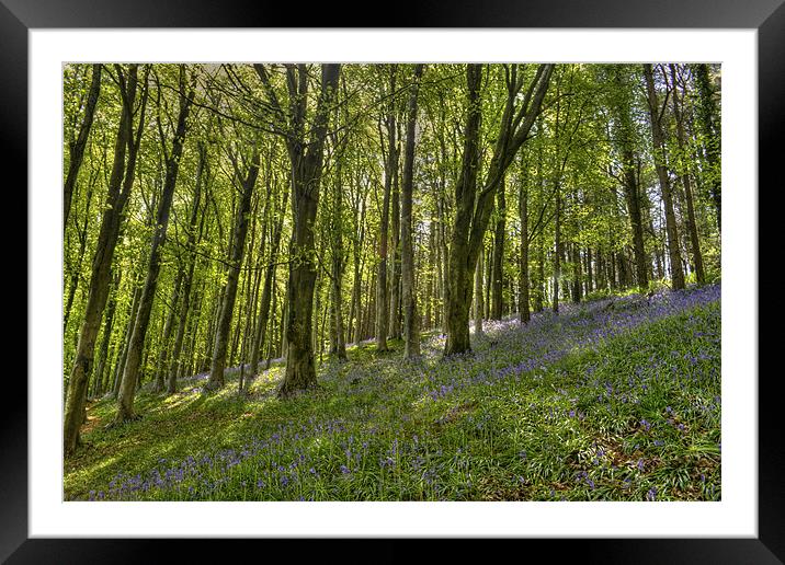 Bluebell Woods. Framed Mounted Print by Daniel Bristow