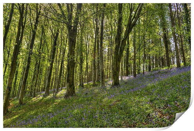 Bluebell Woods. Print by Daniel Bristow