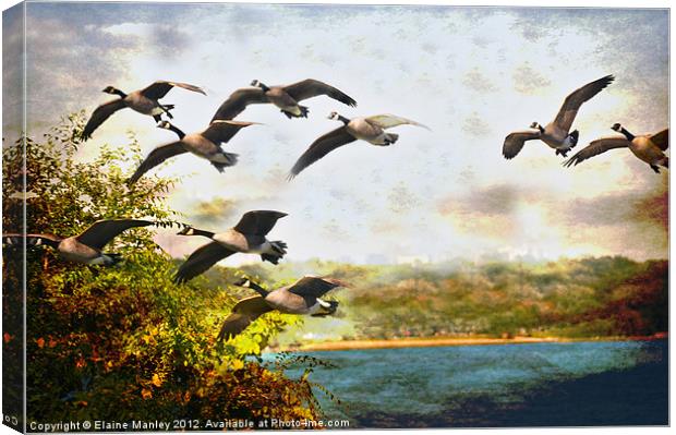 Flight of the Canadian Geese Canvas Print by Elaine Manley