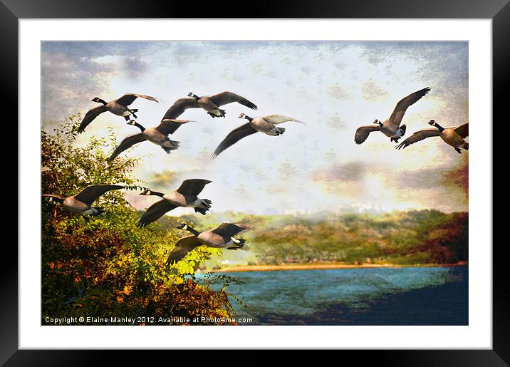 Flight of the Canadian Geese Framed Mounted Print by Elaine Manley