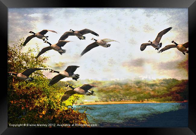 Flight of the Canadian Geese Framed Print by Elaine Manley