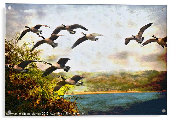 Flight of the Canadian Geese Acrylic by Elaine Manley