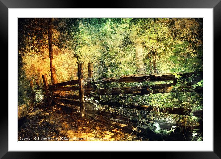 Forest with Old Fence Framed Mounted Print by Elaine Manley