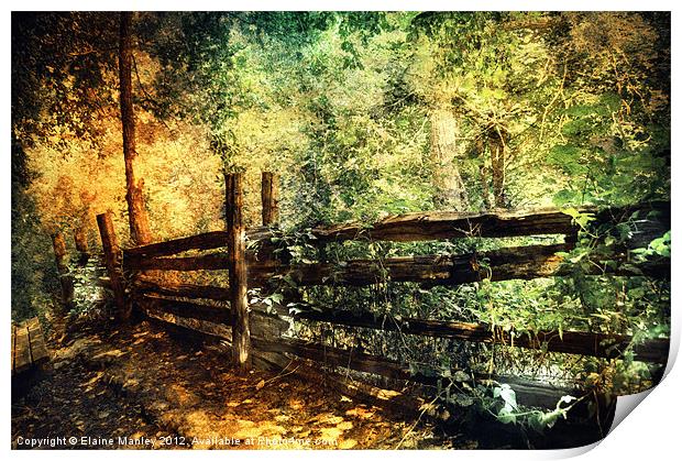 Forest with Old Fence Print by Elaine Manley