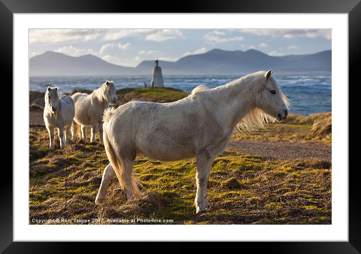 White ponies Framed Mounted Print by Rory Trappe