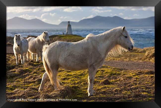 White ponies Framed Print by Rory Trappe