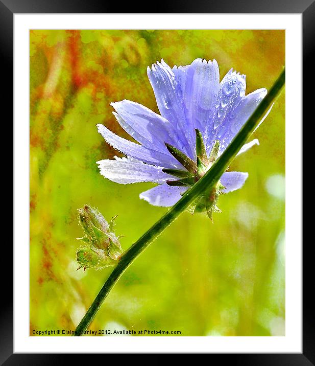 Woodland Wild flower Framed Mounted Print by Elaine Manley