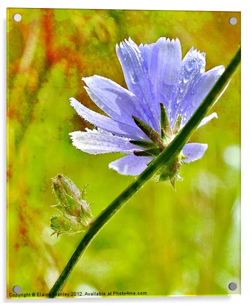 Woodland Wild flower Acrylic by Elaine Manley