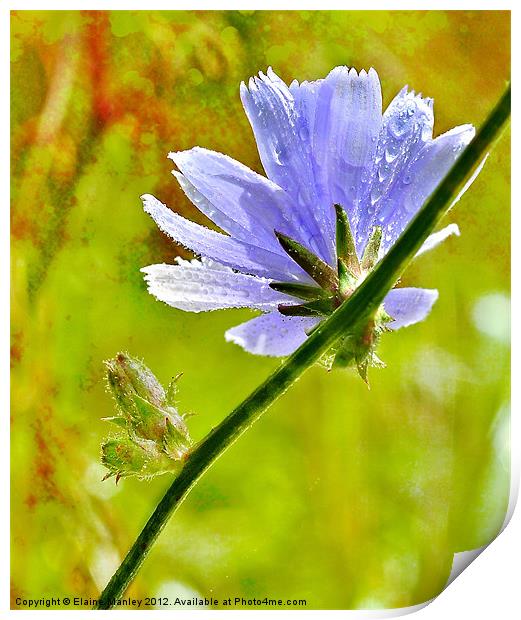 Woodland Wild flower Print by Elaine Manley