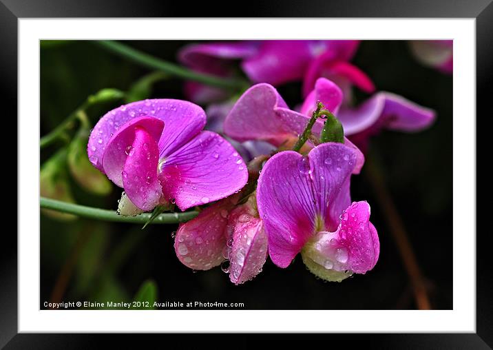 Sweetpea Flowers After the Rain Framed Mounted Print by Elaine Manley