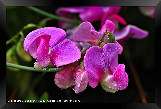 Sweetpea Flowers After the Rain Framed Print by Elaine Manley