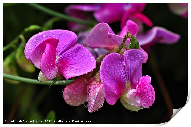 Sweetpea Flowers After the Rain Print by Elaine Manley