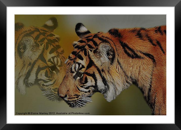 The Tiger and Himself Reflected Framed Mounted Print by Elaine Manley