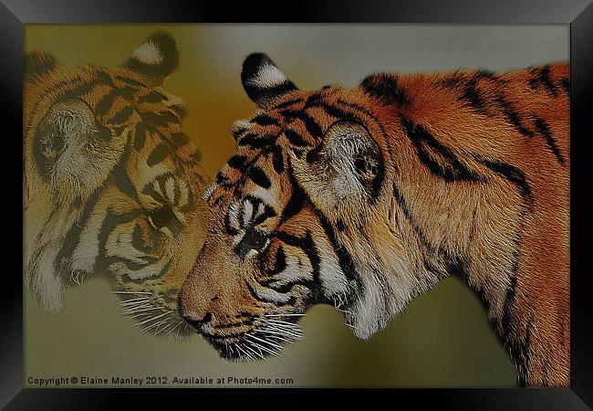 The Tiger and Himself Reflected Framed Print by Elaine Manley