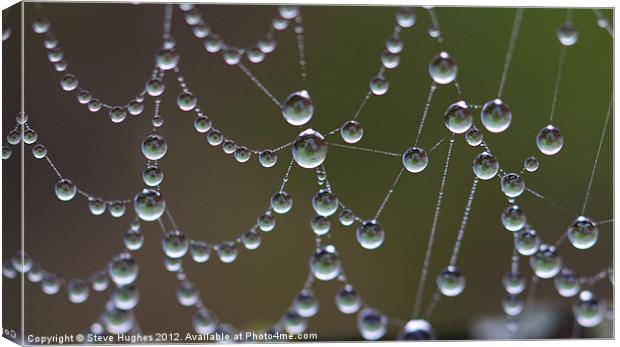 Droplets of water on spiders web Canvas Print by Steve Hughes