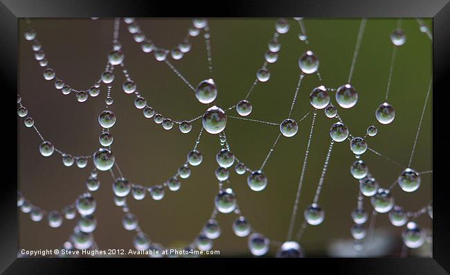 Droplets of water on spiders web Framed Print by Steve Hughes