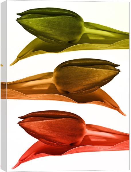 Metalic Tulips Canvas Print by Kevin Tate