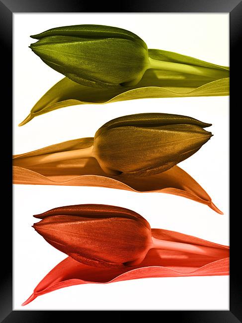 Metalic Tulips Framed Print by Kevin Tate