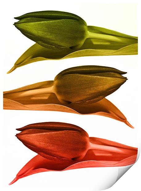 Metalic Tulips Print by Kevin Tate