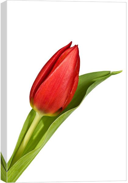 Tulip Bloom Canvas Print by Kevin Tate