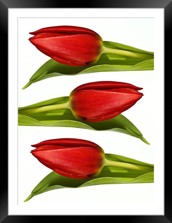 Trio of Tulips Framed Mounted Print by Kevin Tate