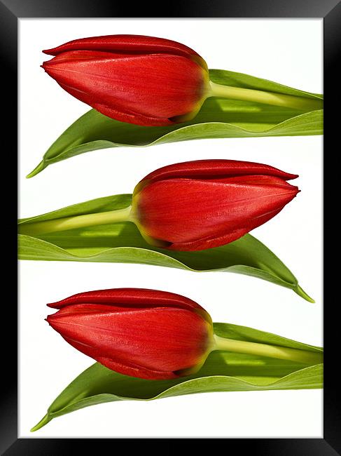 Trio of Tulips Framed Print by Kevin Tate