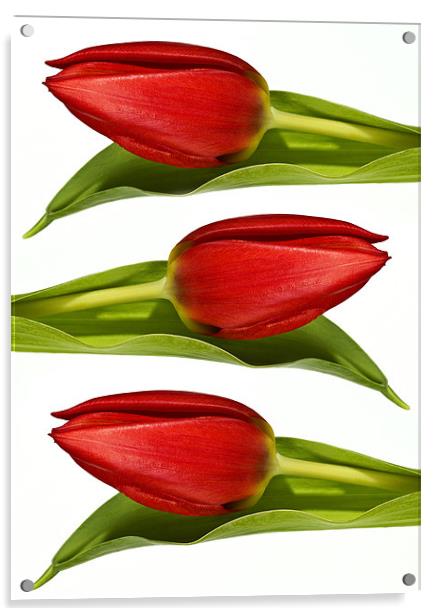 Trio of Tulips Acrylic by Kevin Tate