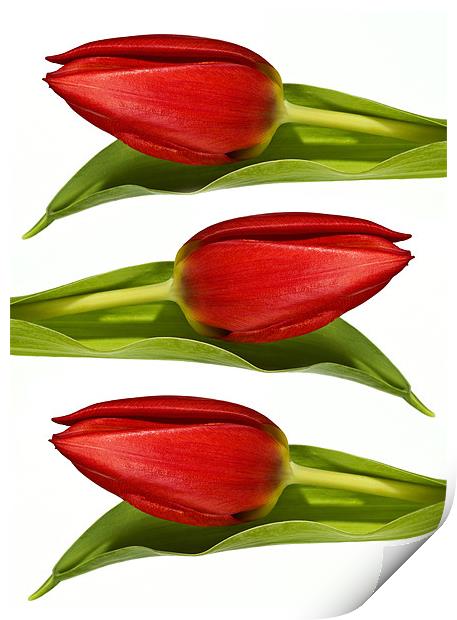 Trio of Tulips Print by Kevin Tate