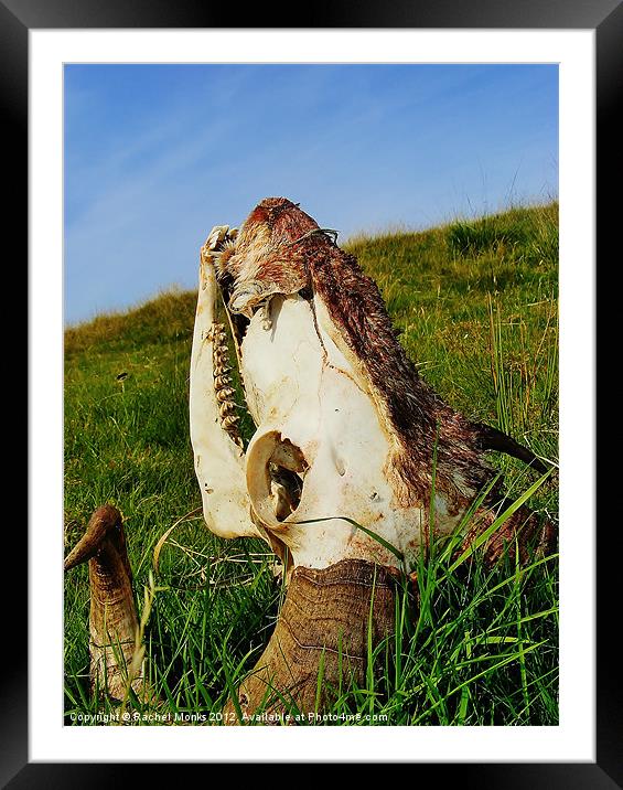 Animal Skull Framed Mounted Print by Rachel Monks