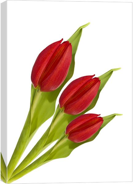 Fan of Tulips Canvas Print by Kevin Tate